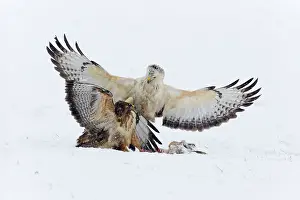 Buzzards: Common Buzzard