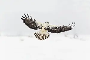 Morphs: Common Buzzard