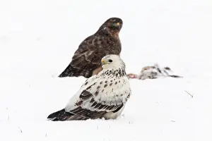Buzzards: Common Buzzard