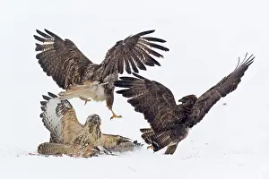 Buzzards: Common Buzzard