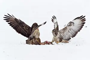 Buzzards: Common Buzzard