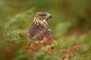 Buzzards: Common Buzzard