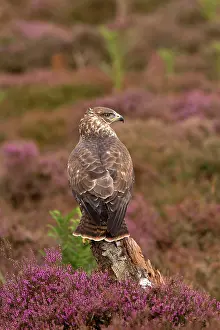 Buzzards: Common Buzzard