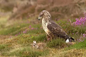 Buzzards: Common Buzzard