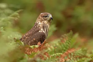 Buzzards: Common Buzzard