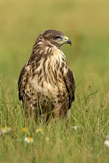 Buzzards: Common Buzzard