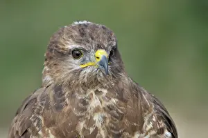 Falconry: Common Buzzard