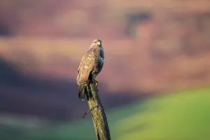 Galloway: Common Buzzard