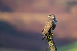 Ledge: Common Buzzard