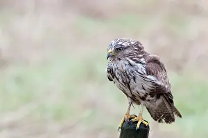 Schoorl: Common Buzzard