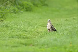 Oostvaardersplassen: Common Buzzard