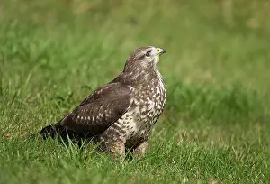 Oostvaardersplassen: Common Buzzard