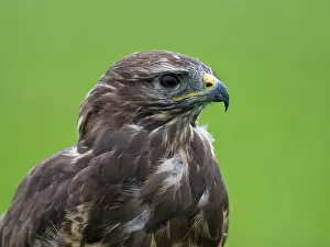 Roggebotzand: Common Buzzard
