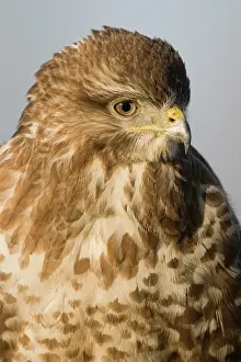 Opportunist: Common Buzzard