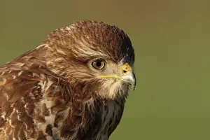 Opportunist: Common Buzzard