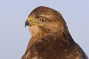 Opportunist: Common Buzzard