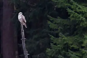 Buteoninae: Common Buzzard