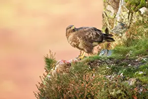 Ledge: Common Buzzard