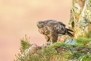 Ledge: Common Buzzard