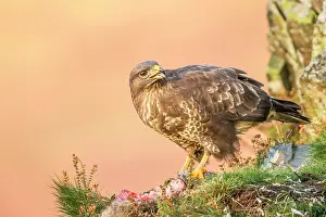 Ledge: Common Buzzard