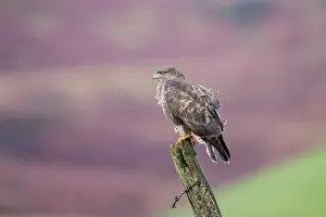 Ledge: Common Buzzard