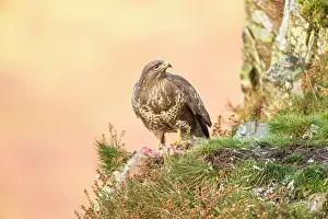 Ledge: Common Buzzard