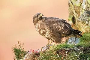 Ledge: Common Buzzard
