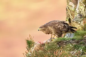 Ledge: Common Buzzard