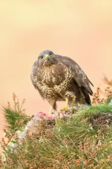 Ledge: Common Buzzard