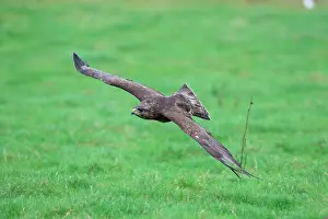 Oostvaardersplassen: Common Buzzard