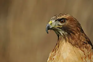 Zeeland: Common Buzzard