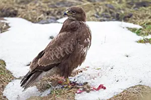 Buteoninae: Common Buzzard