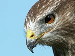 Arkemheen: Common Buzzard