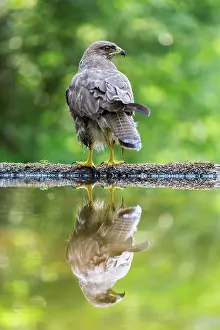 Kiskunsagi: Common Buzzard