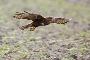 Fleeing: Common Buzzard