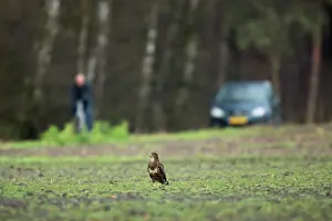 Bike: Common Buzzard