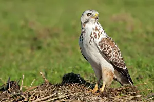 Buteo: Common Buzzard