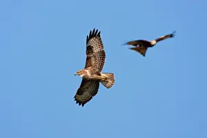 David Kilbey: Common Buzzard - adult in flight soaring with red