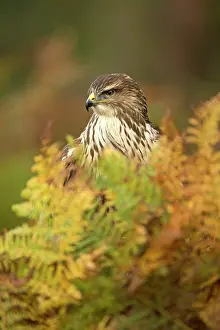 Buzzards: Common Buzzard amongst autumn coloured bracken Suffolk, UK