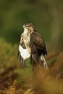 Buzzards: Common Buzzard amongst autumn coloured bracken Suffolk, UK