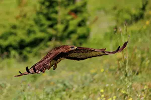 Buteo: Common Buzzard (Buteo buteo)