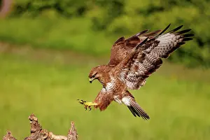 Buteo: Common Buzzard (Buteo buteo)