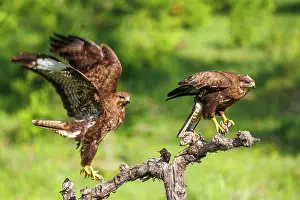 Buteo: Common Buzzard (Buteo buteo)