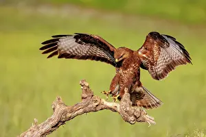 Buteo: Common Buzzard (Buteo buteo)