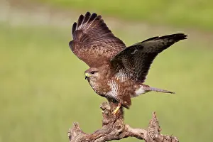 Buteo: Common Buzzard (Buteo buteo)