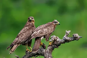 Buteo: Common Buzzard (Buteo buteo)