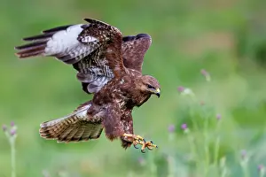 Buteo: Common Buzzard (Buteo buteo)