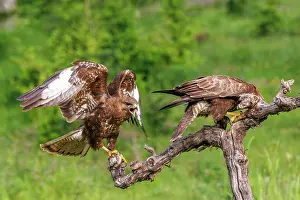 Buteo: Common Buzzard (Buteo buteo)
