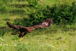 Buteo: Common Buzzard (Buteo buteo)