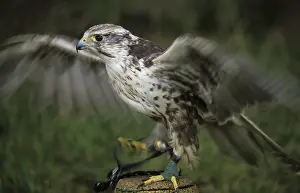 Hawk: Common buzzard (Buteo buteo)